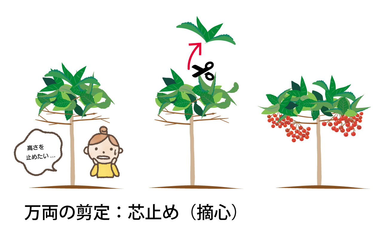 万両の芯止め(摘心)剪定
