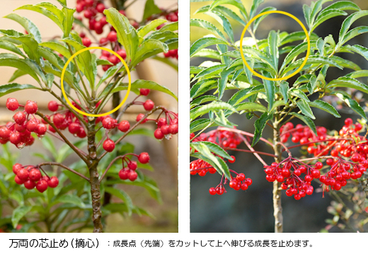 万両の高さを調整する剪定・芯止め(摘心)