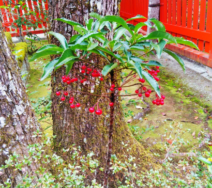 枝分かれした万両