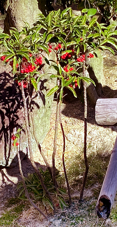 ひょろひょろと間延びした万両(マンリョウ)の剪定・手入れ