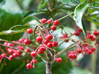 葉を全部切り落としてしまった万両