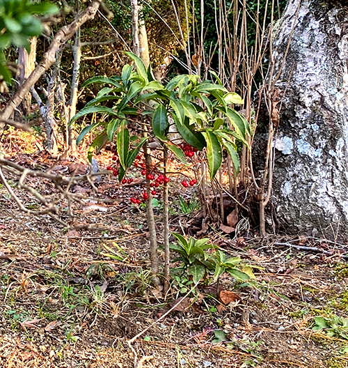 万両の育て方(半日陰で植栽している万両)
