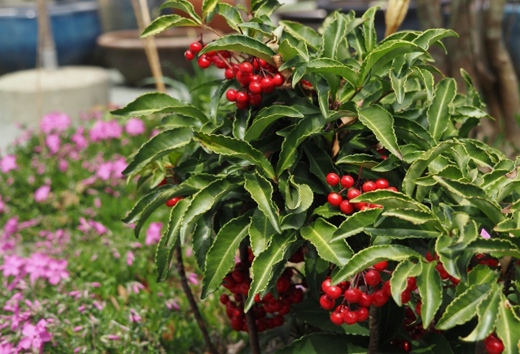 万両がある庭