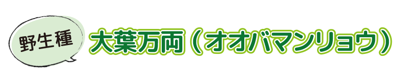 野生種の大葉万両(オオバマンリョウ)