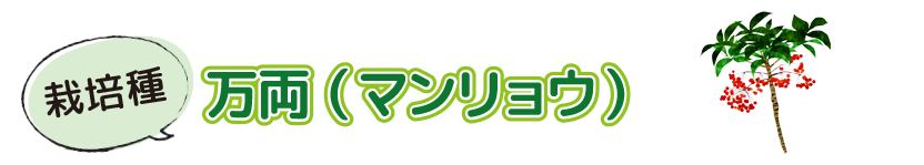 栽培種の万両(マンリョウ)