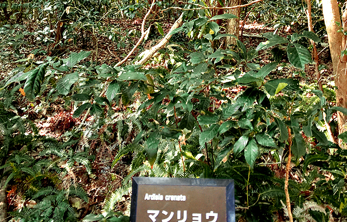 野生種の大葉万両(オオバマンリョウ)