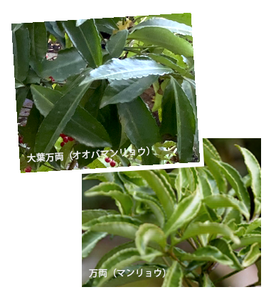 大葉万両(オオバマンリョウ)万両(マンリョウ)特徴・ 見分け方・違い