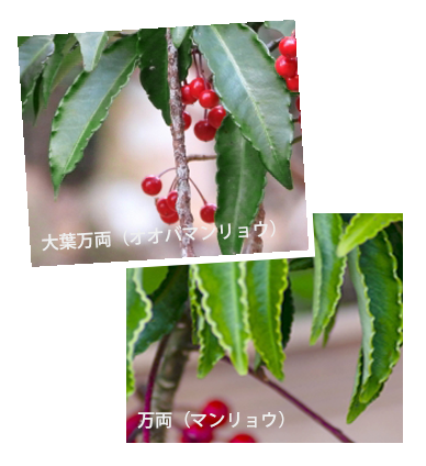 大葉万両(オオバマンリョウ)万両(マンリョウ)特徴・ 見分け方・違い