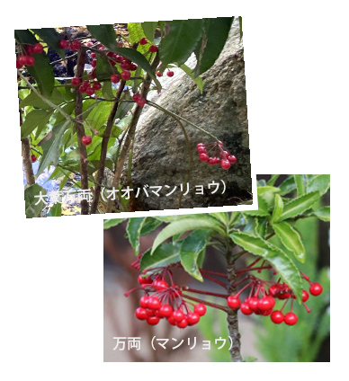 大葉万両(オオバマンリョウ)万両(マンリョウ)特徴・ 見分け方・違い