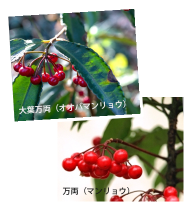 大葉万両(オオバマンリョウ)万両(マンリョウ)特徴・ 見分け方・違い