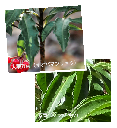 大葉万両(オオバマンリョウ)万両(マンリョウ)特徴・ 見分け方・違い