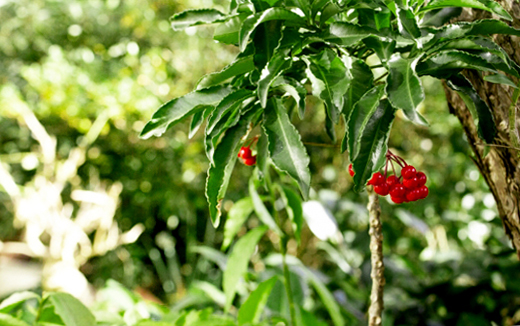 野生種の大葉万両(オオバマンリョウ)の植栽(山崎造園・兵庫県宍粟市)
