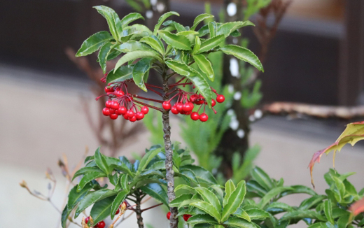 栽培種の万両(マンリョウ)の植栽(山崎造園・兵庫県宍粟市)