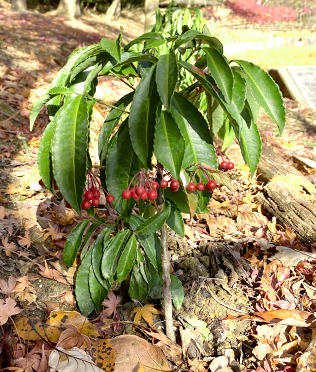 万両(マンリョウ)