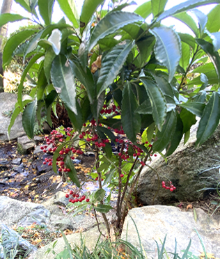 大葉万両(オオバマンリョウ)