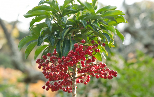 万両の大粒品種・大実万両「宝船」