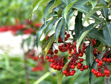 万両(マンリョウ)の果実の観賞・植栽・剪定・手入れ・育て方(山崎造園・兵庫県宍粟市)