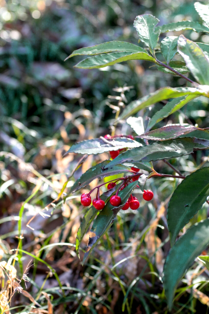 野生種の大葉万両(オオバマンリョウ)