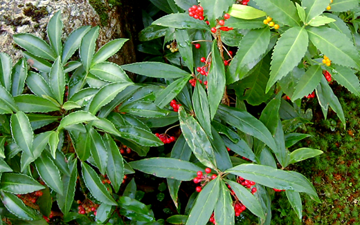 万両千両百両の植栽(山崎造園・兵庫県宍粟市)