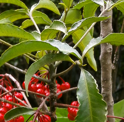 落ちた枝の跡が残る万両の幹