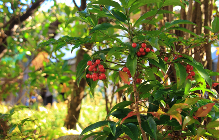野生種の大葉万両(オオバマンリョウ)
