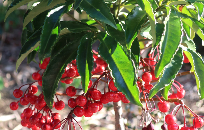 栽培種の万両(マンリョウ)の植栽(山崎造園・兵庫県宍粟市)