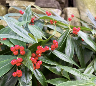 百両(カラタチバナ)の実