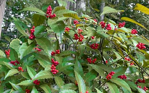 千両(センリョウ)の植樹(植え付け)・植栽・剪定・手入れ・育て方