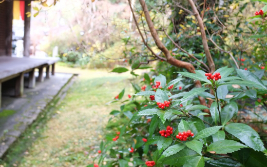 千両(センリョウ)の植樹(植え付け)・植栽・剪定・手入れ・育て方