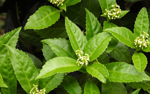 千両(センリョウ)の植樹(植え付け)・植栽・剪定・手入れ・育て方