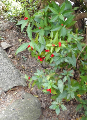 千両(センリョウ)の剪定・育て方