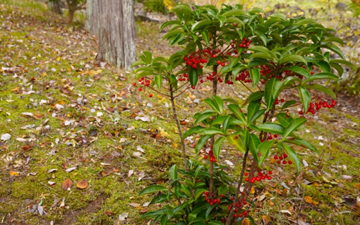 昭和の庭の定番・縁起物・庭に植えられている万両