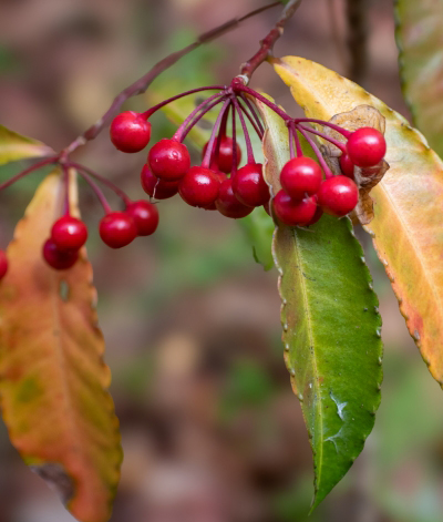 万両(マンリョウ)の成長・葉の特徴