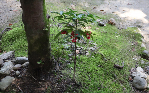 和風の庭・苔(こけ)がある庭の万両