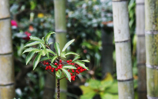 竹林の中に生えてきた万両