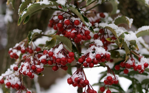 雪が積もった万両