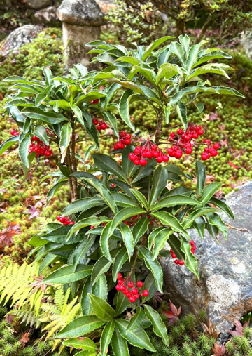 万両(マンリョウ)を育てる場所