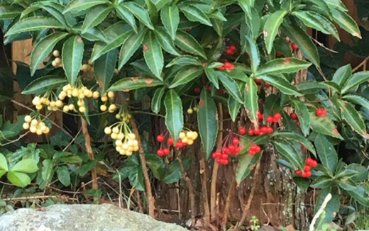 紅白で植栽している万両)