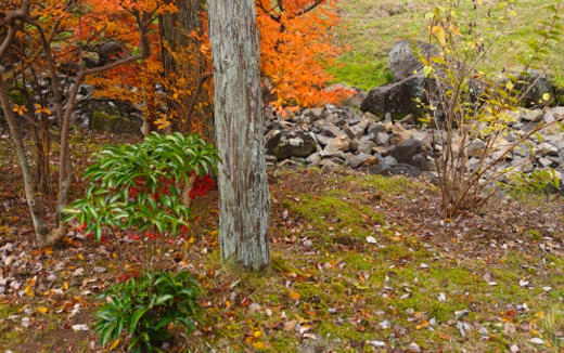 育てる環境・明るい日陰で育つ万両