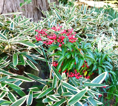 下草で覆っている万両