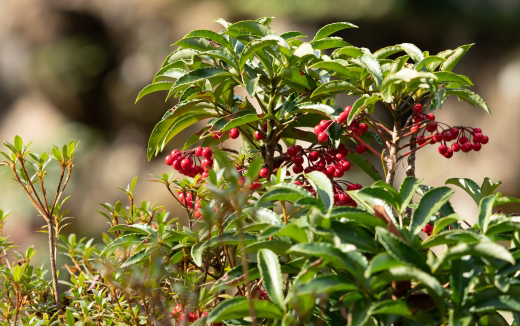 万両(マンリョウ)の増やし方