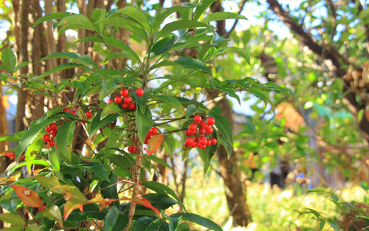 自生している万両