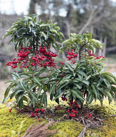 こぼれ種から育つ万両(マンリョウ)の成長