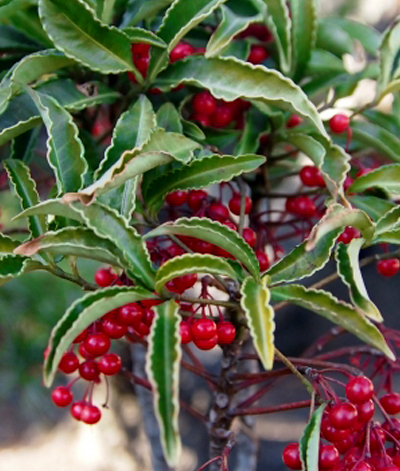 万両(マンリョウ)の成長・葉の特徴