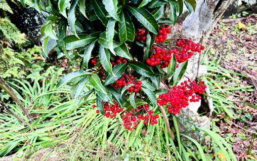 万両(マンリョウ)の下草