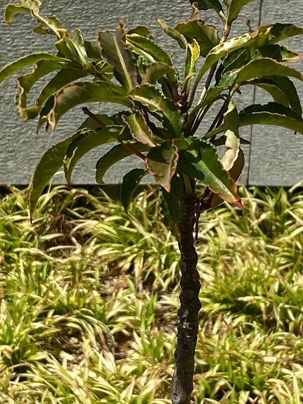 万両の葉が乾燥・水不足・環境改善