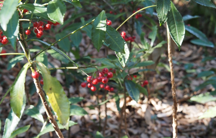 野生種の大葉万両(オオバマンリョウ)