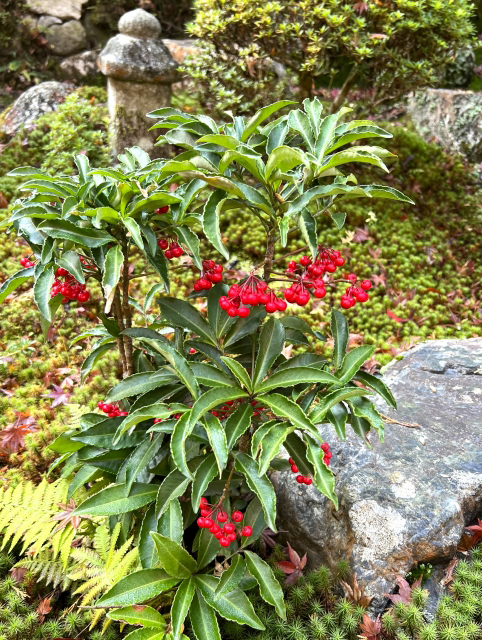 万両(マンリョウ)の植栽・茶庭