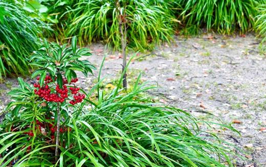 マンリョウがある庭(山崎造園・兵庫県宍粟市)
