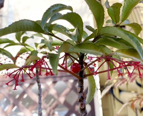 鳥に実を食べられた万両